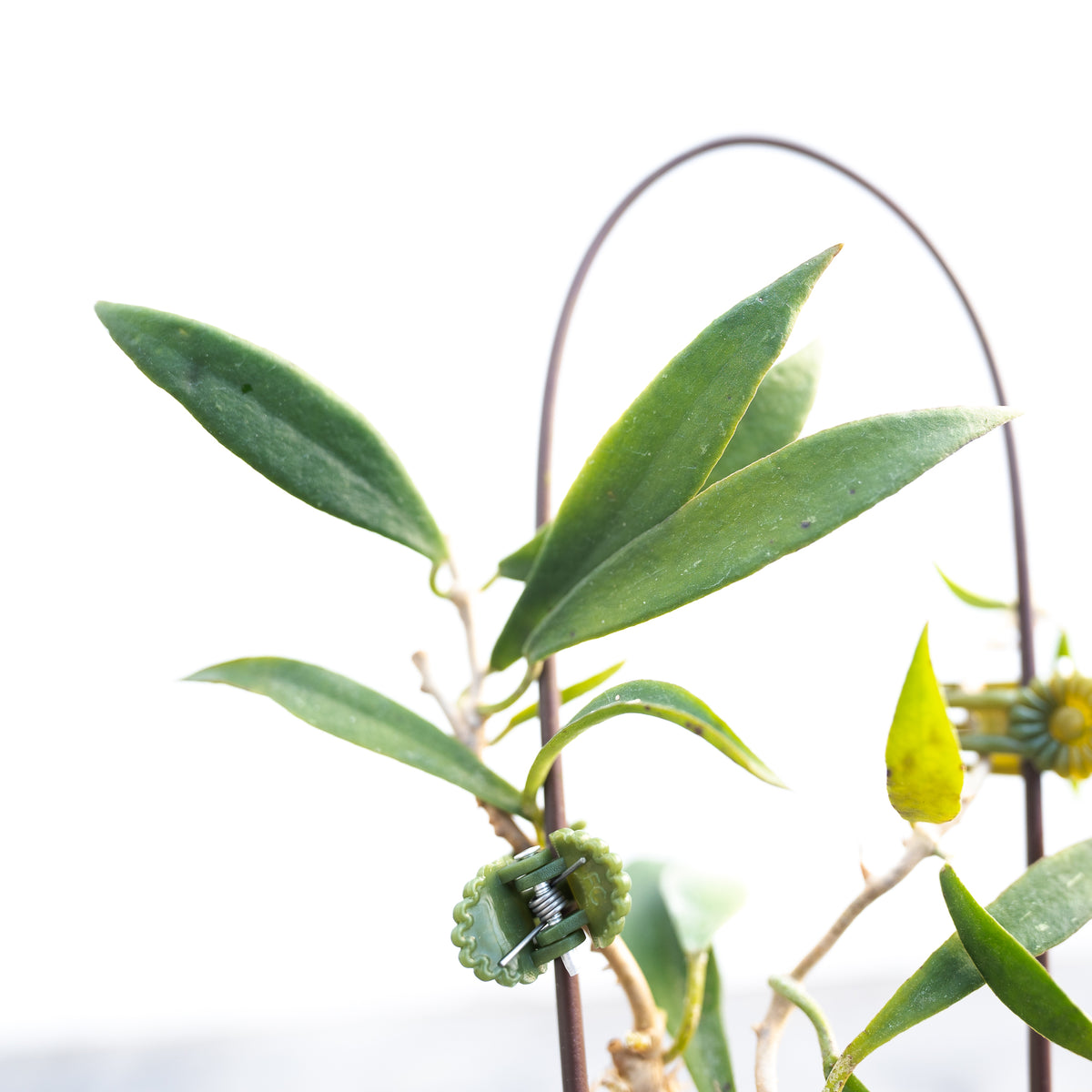 Hoya mirabilis (clone B)