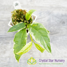 Hoya multiflora (White Margin)