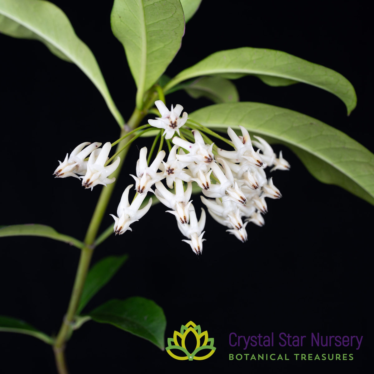 Hoya multiflora (White)