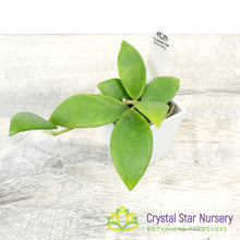Hoya myrmecopa (purple)