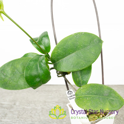 Hoya naumanii