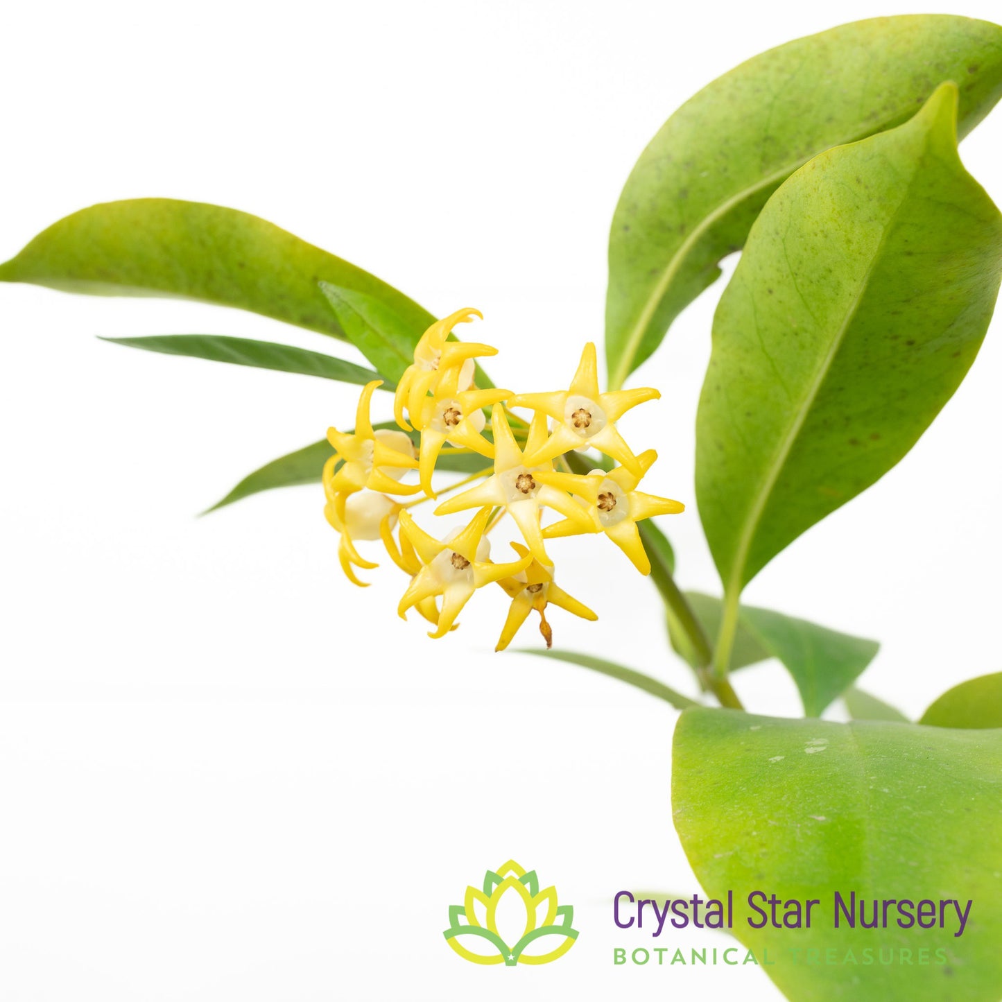 Hoya occultata