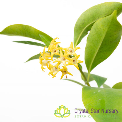Hoya occultata