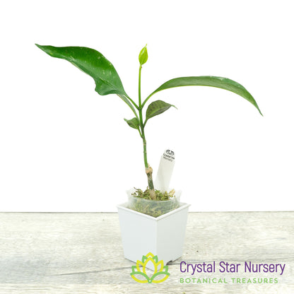 Hoya occultata