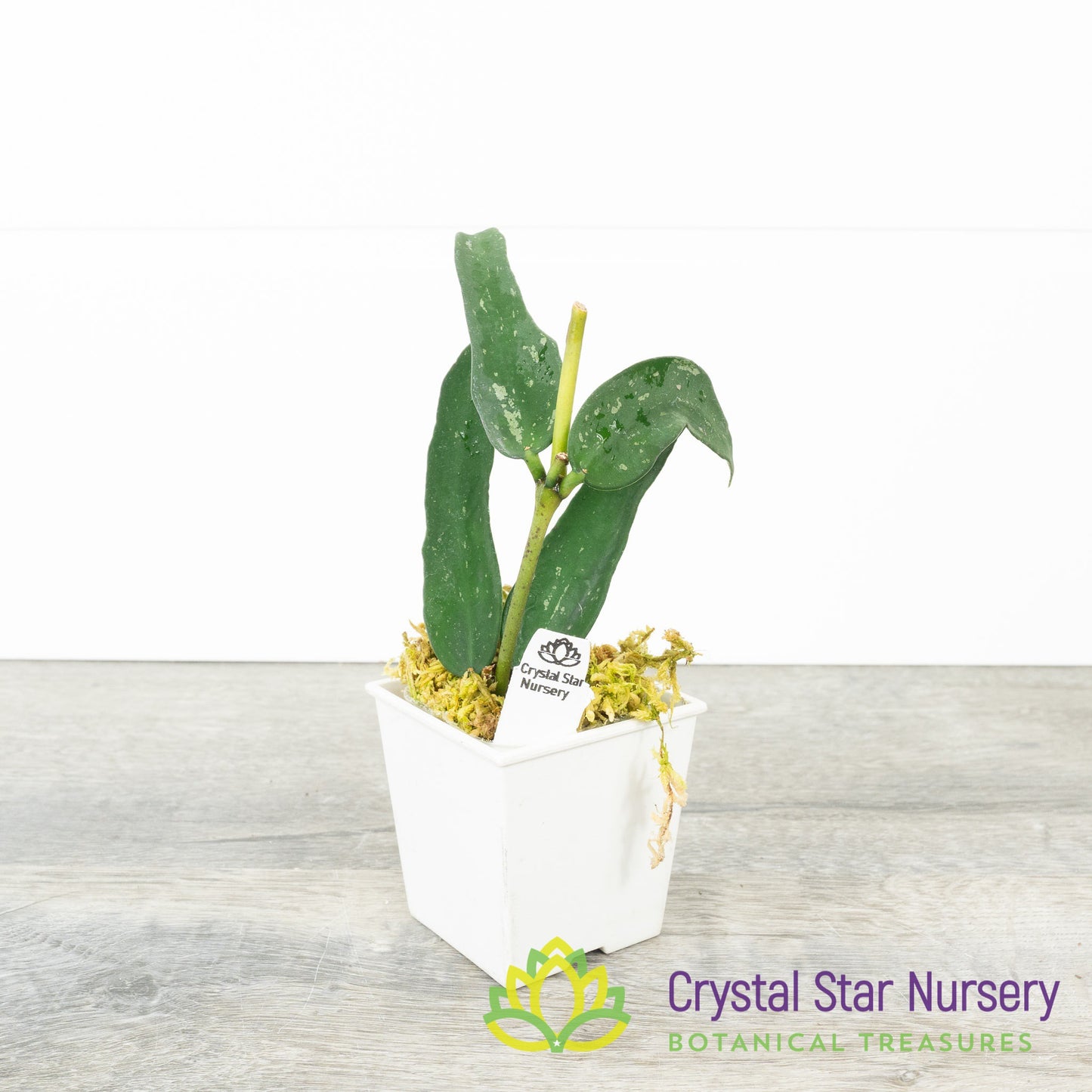 Hoya pandurata (splash)