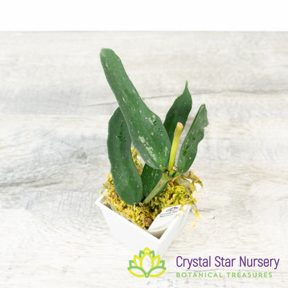 Hoya pandurata (splash)