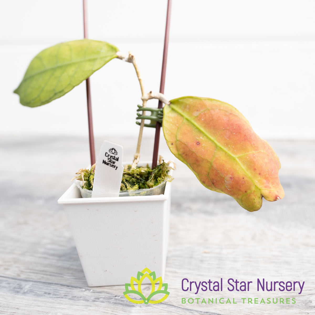 Hoya peninsularis (white corona)