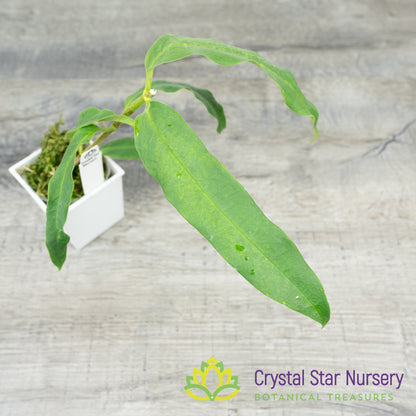 Hoya platycaulis
