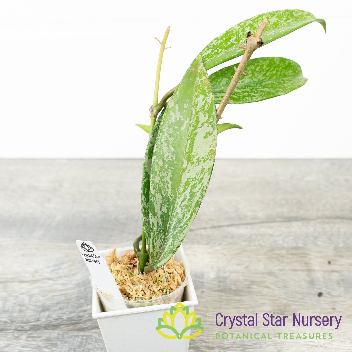 Hoya pubicalyx 'Pink Silver' (Select)