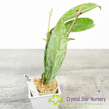 Hoya pubicalyx 'Pink Silver' (Select)