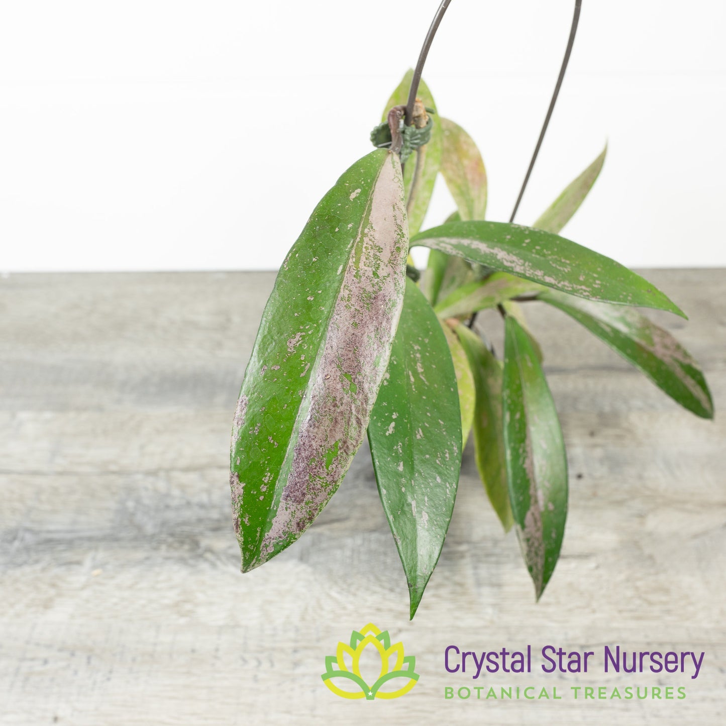 Hoya pubicalyx 'Pink Silver' (Select)