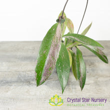 Hoya pubicalyx 'Pink Silver' (Select)