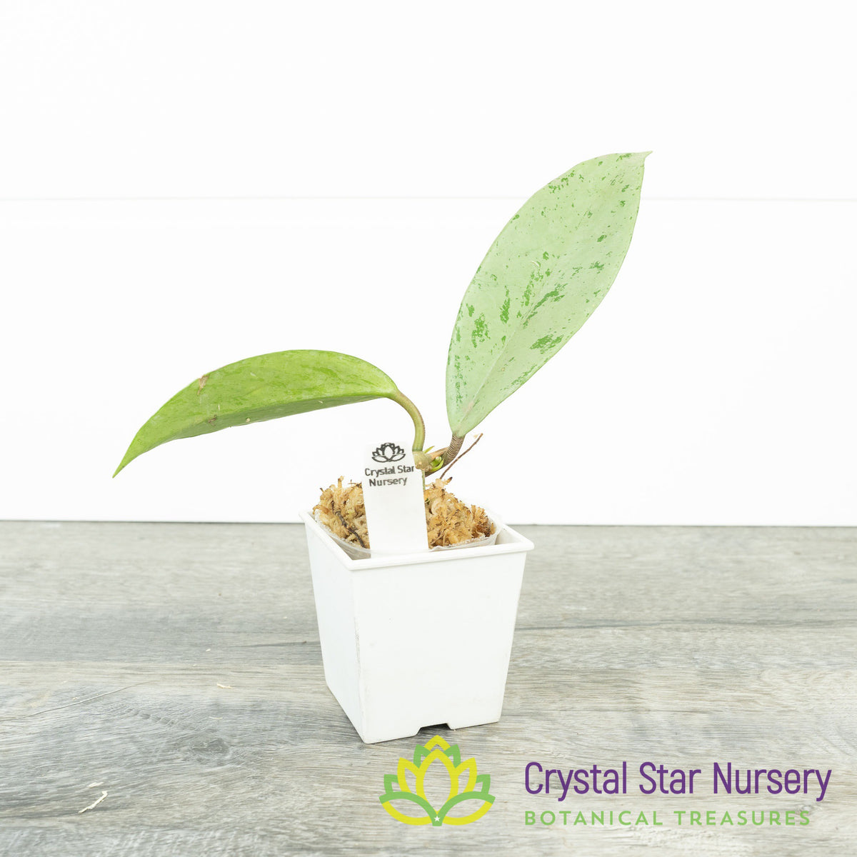Hoya pubicalyx 'Silver Ghost'