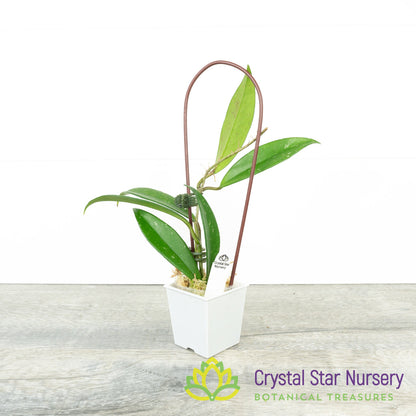 Hoya pubicalyx (splash)