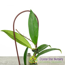 Hoya pubicalyx (splash)