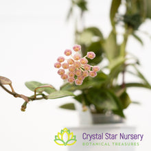 Hoya rebecca