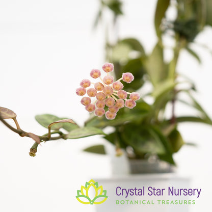 Hoya rebecca