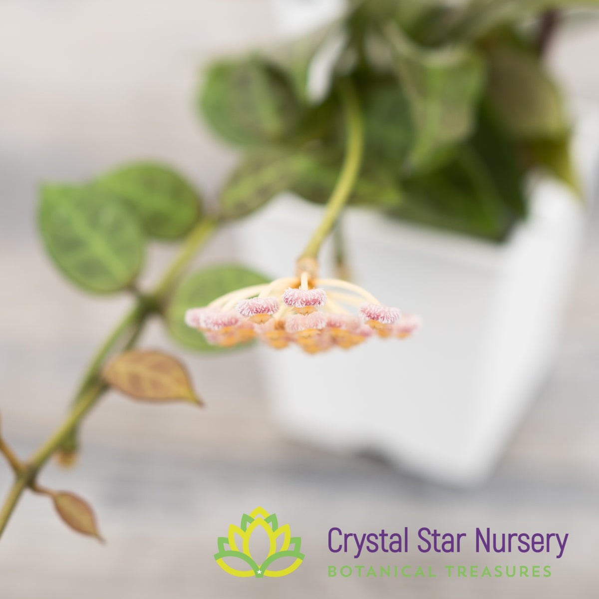 Hoya rebecca