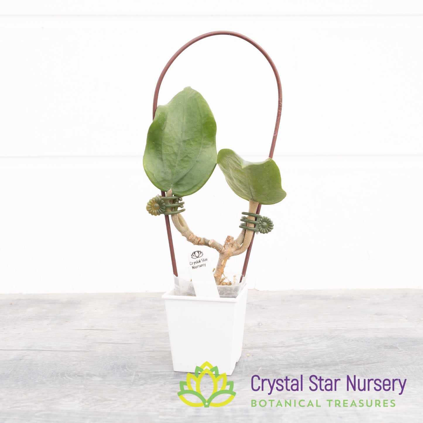 Hoya rigida