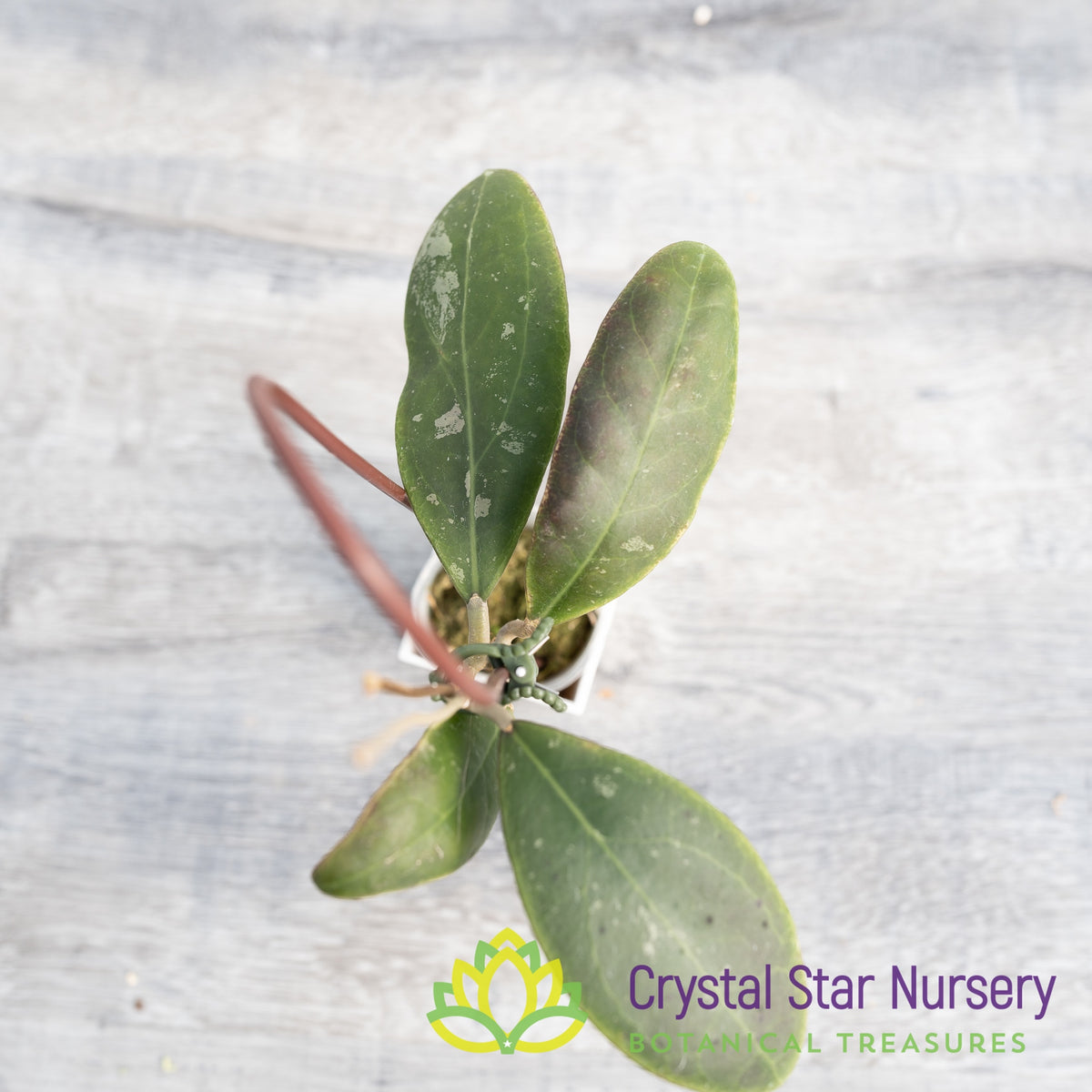 Hoya rintzii (Borneo)