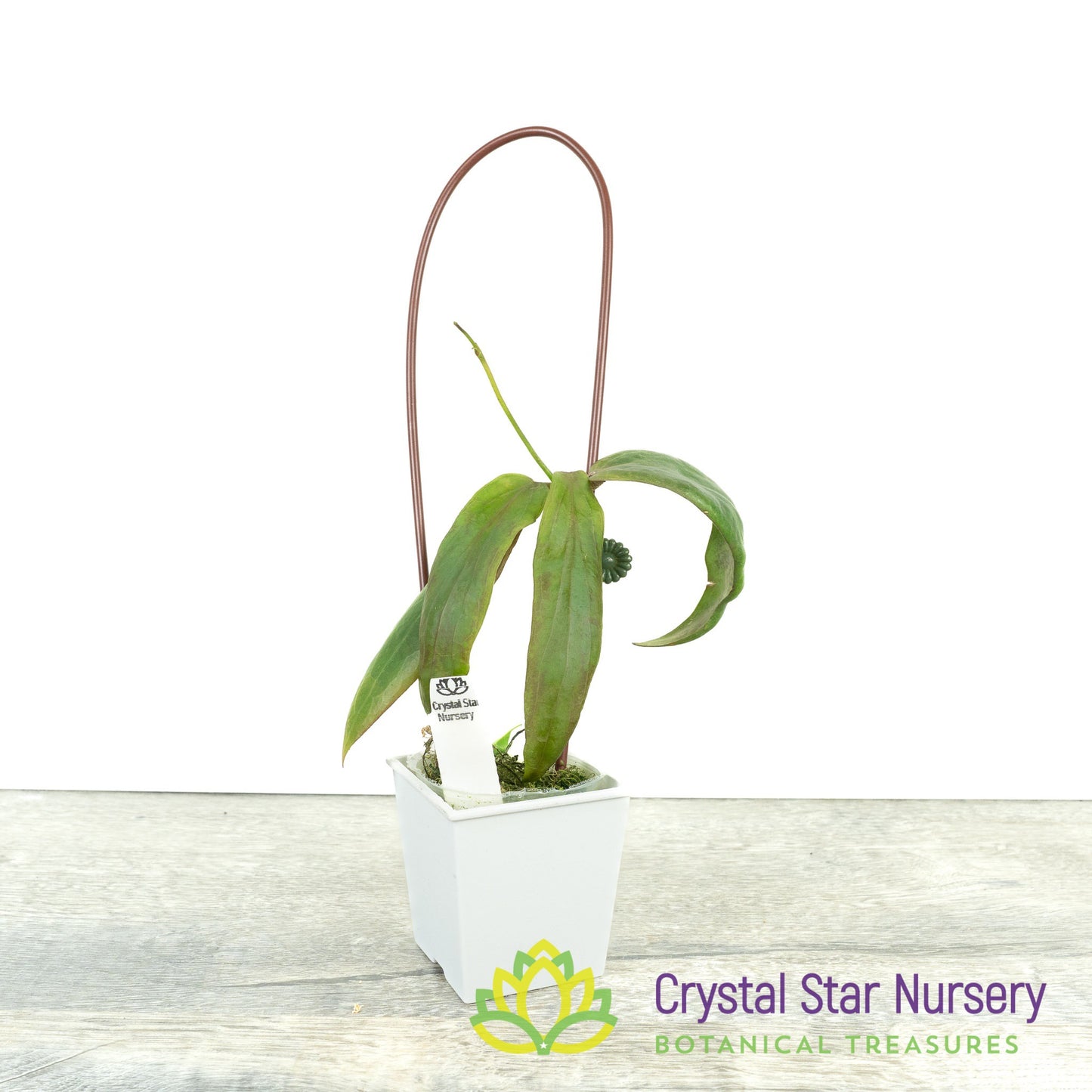 Hoya siariae