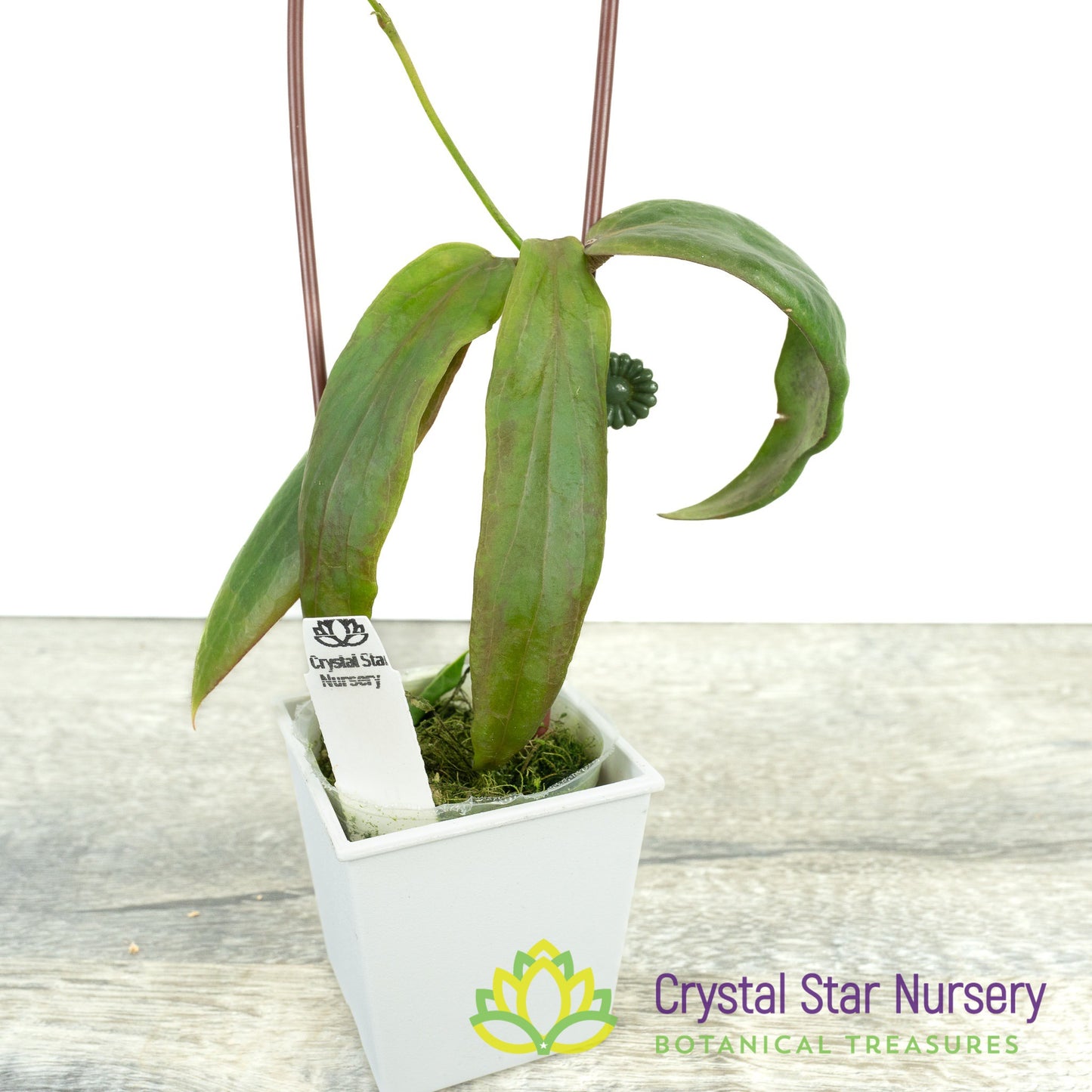 Hoya siariae