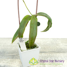 Hoya siariae