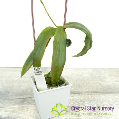 Hoya siariae