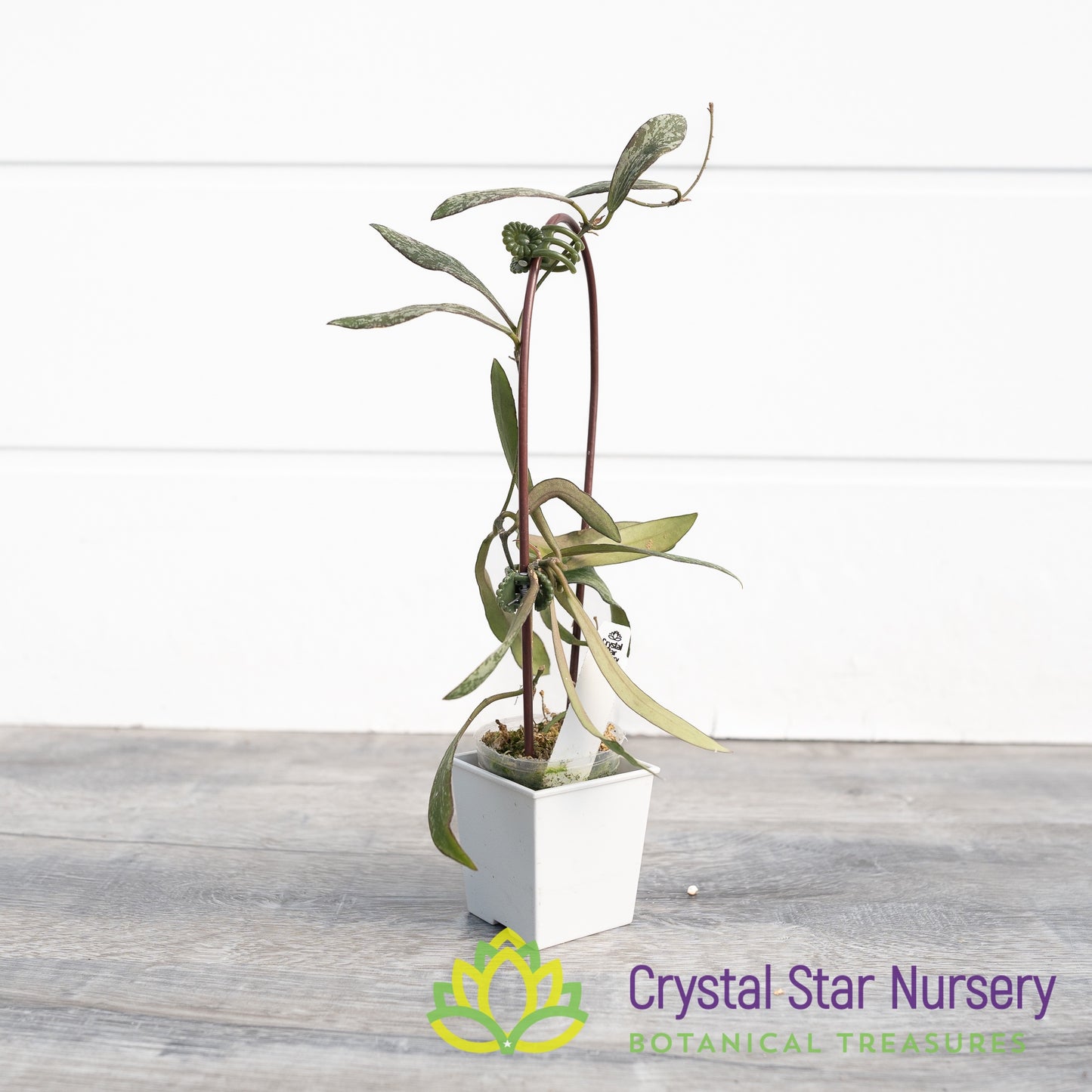 Hoya sigillatis