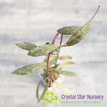 Hoya sigillatis