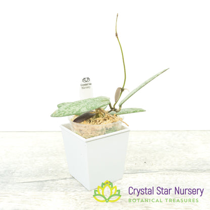 Hoya sigillatis (Silver)