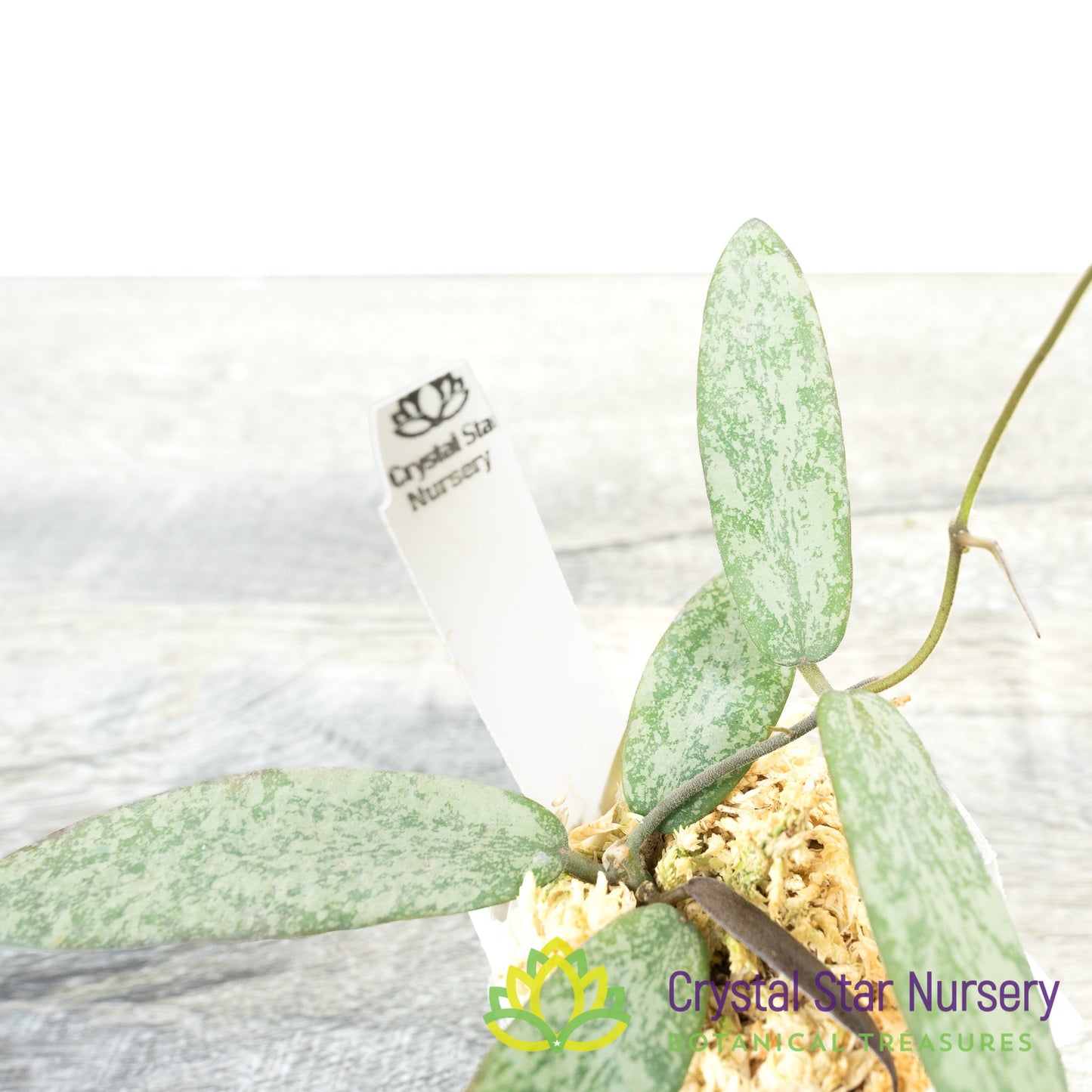 Hoya sigillatis (Silver)