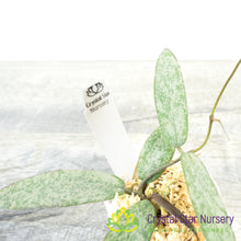 Hoya sigillatis (Silver)