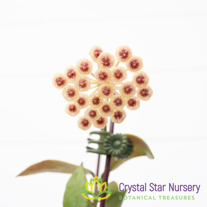 Hoya sipitangensis