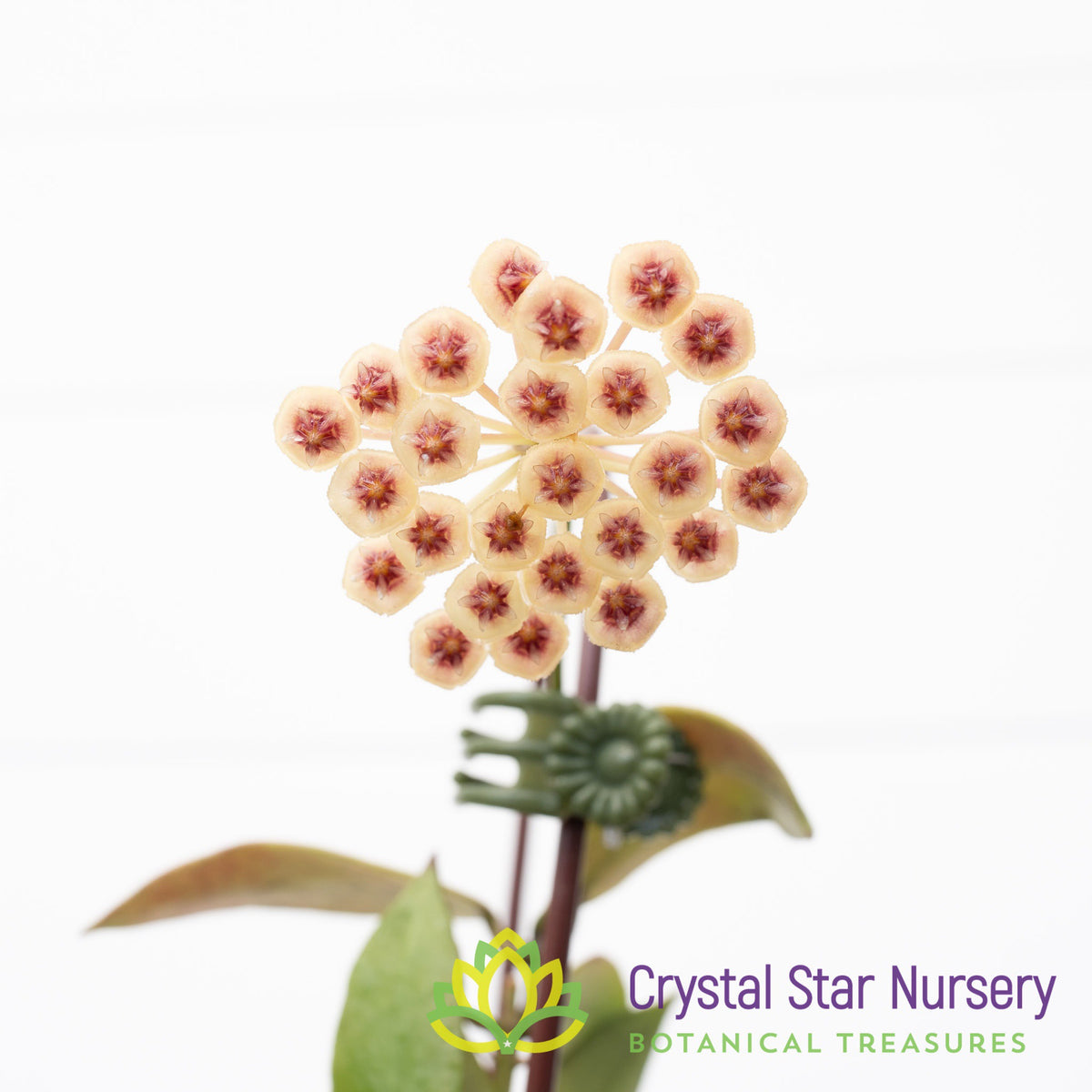 Hoya sipitangensis