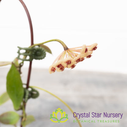 Hoya sipitangensis