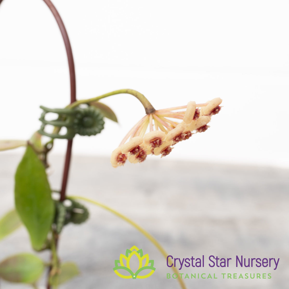 Hoya sipitangensis