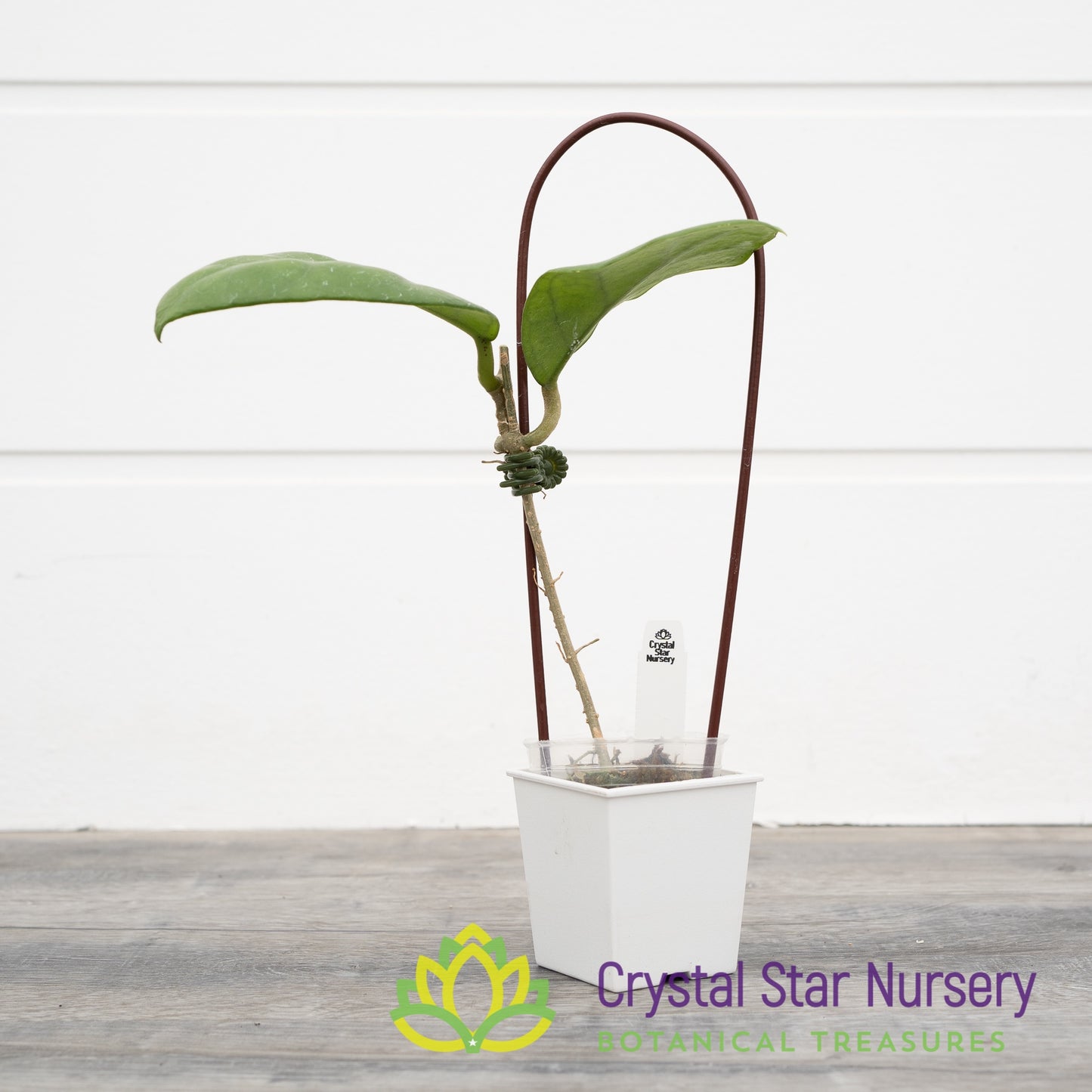 Hoya sp. Doitung