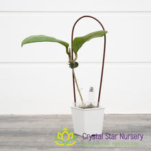 Hoya sp. Doitung