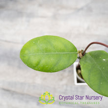 Hoya sp. Doitung