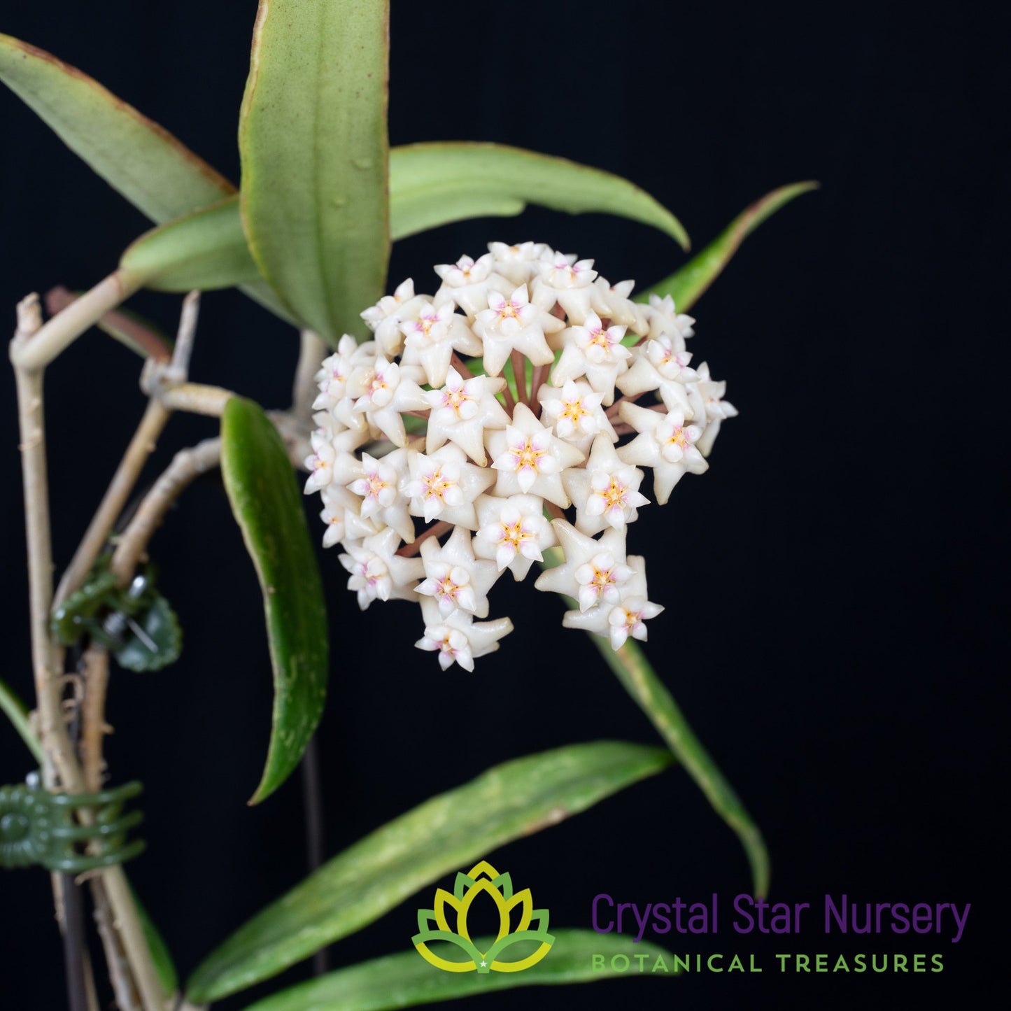 Hoya sp. Loei Province