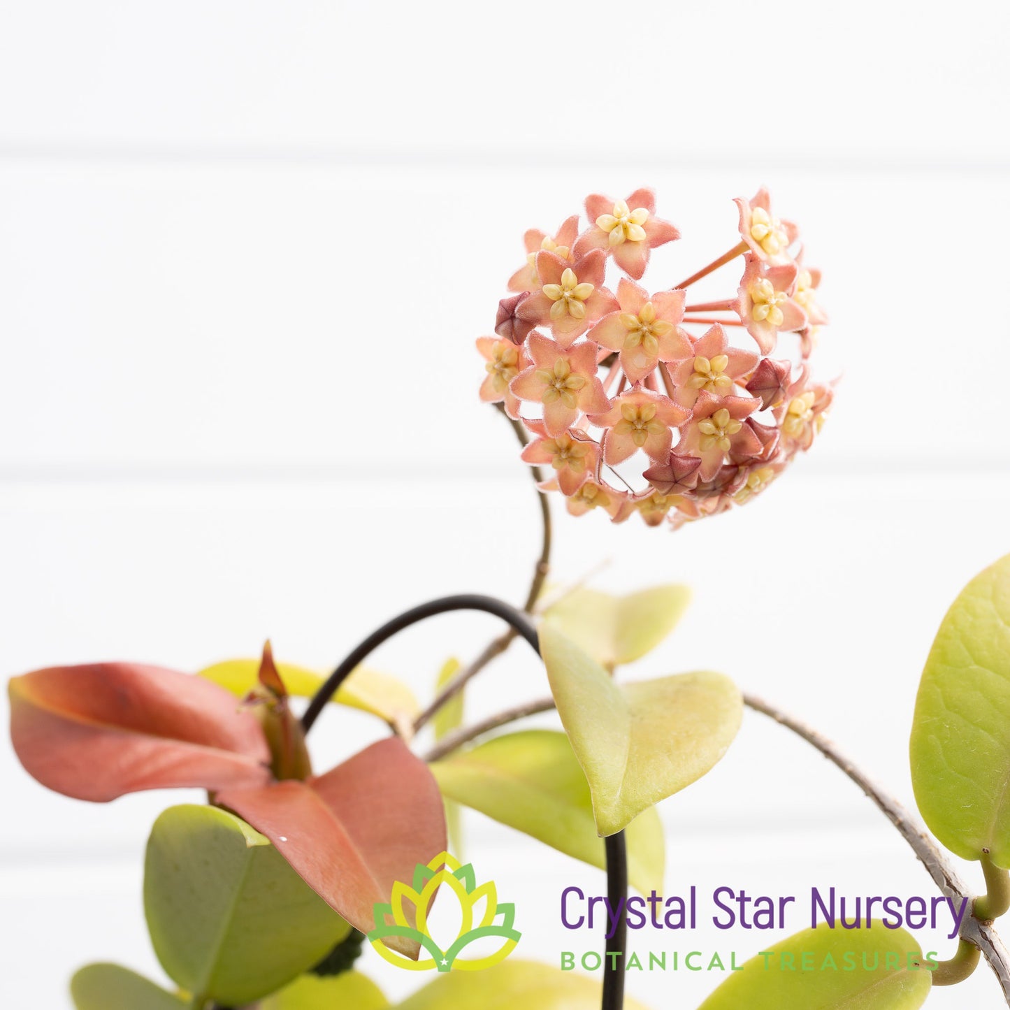 Hoya sp. PNG SV 422