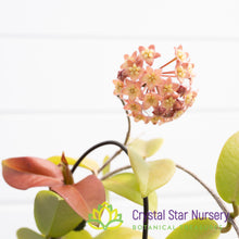 Hoya sp. PNG SV 422