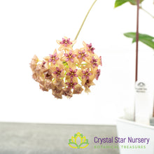 Hoya sp. surigao del sur