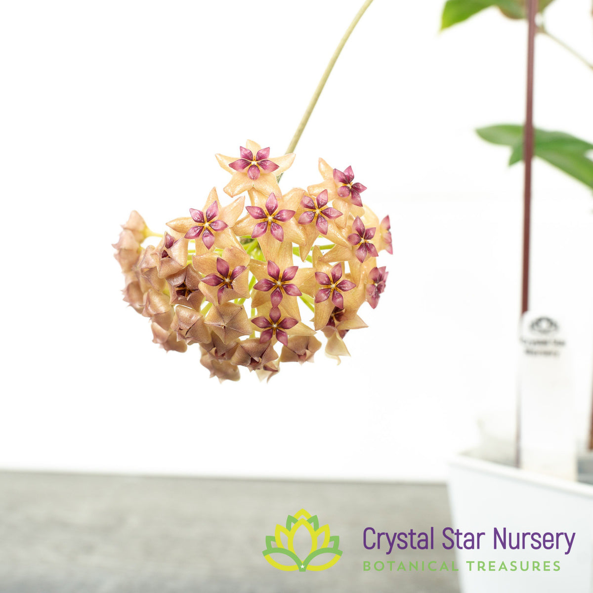 Hoya sp. surigao del sur
