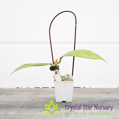 Hoya sp (Germany)