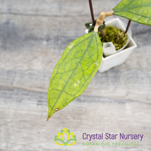 Hoya sp (Germany)