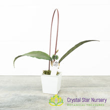 Hoya sp Indonesia RP6