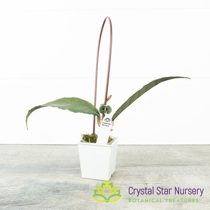 Hoya sp Indonesia RP6