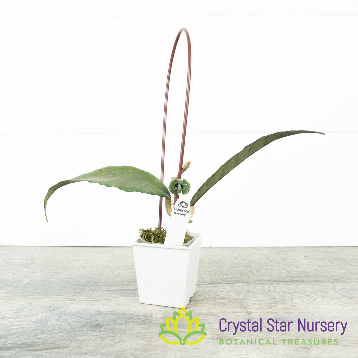 Hoya sp Indonesia RP6